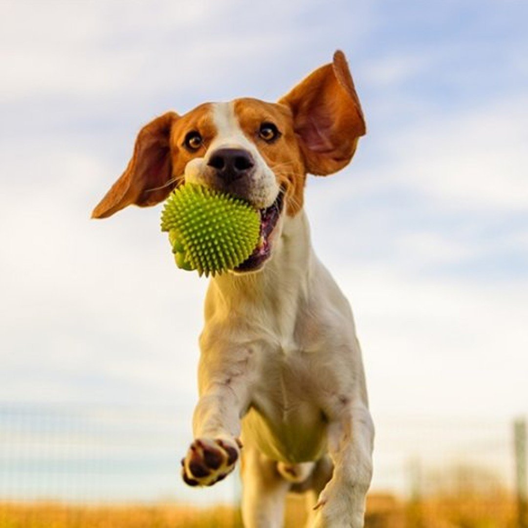 hotel para cães 9